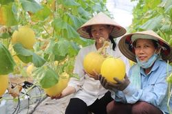 Nông nghiệp đa giá trị: Hướng đi chiến lược của Hà Nội trong kỷ nguyên xanh