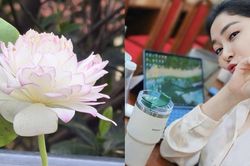 Hoa hậu Nguyễn Thị Huyền 'mát tay nuôi sen' trong vườn nhà