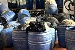 D&ugrave;ng chất cấm để sản xuất gi&aacute; đỗ, chủ cơ sở bị khởi tố