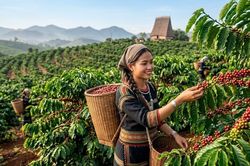 Giá cà phê hôm nay 13.6: Tây Nguyên bật thêm hơn 2.000 đồng/kg