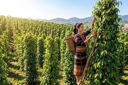 Giá hồ tiêu hôm nay 13.6: Đồng loạt tăng, cao nhất 140.500 đồng/kg