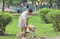 Thả rông chó ở nơi công cộng bị phạt tới 2 triệu đồng