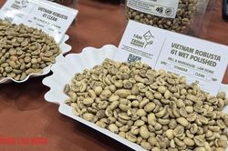 Giá cà phê hôm nay 13-6: Bùng nổ phiên thứ hai liên tiếp