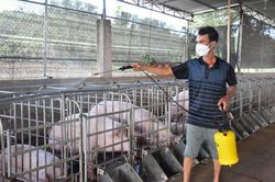 Lá chắn sinh học bảo vệ đàn heo trước dịch bệnh