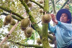 Gia Lai: Nh&agrave; n&ocirc;ng tất bật bảo vệ quả sầu ri&ecirc;ng