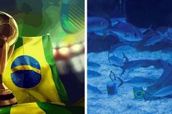 C&aacute; mập 'ti&ecirc;n tri' kết quả trận Brazil &ndash; Morocco rạng s&aacute;ng 14/6