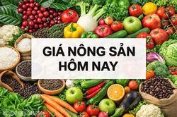 Gi&aacute; n&ocirc;ng sản h&ocirc;m nay 13/6/2026: Gi&aacute; c&agrave; ph&ecirc; robusta tăng vọt, tiếp tục k&eacute;o gi&aacute; trong nước; Gi&aacute; dầu lao dốc bởi kỳ vọng thỏa thuận Mỹ-Iran tăng