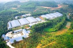 Để trang trại lợn quy mô lớn gây ô nhiễm, doanh nghiệp bị phạt gần nửa tỷ đồng