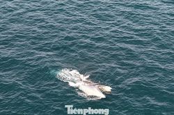 Clip: Cá voi 'khủng' trên biển Gia Lai
