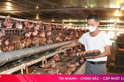Giá trứng gia cầm xuống thấp, người chăn nuôi gặp khó