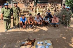 Đồng Tháp: Công an xã bắt quả tang 11 đối tượng đá gà ăn thua bằng tiền