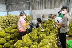 Giữ vững thị trường sầu riêng từ quản lý mã số