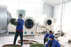 Lan tỏa hương vị chè xanh Đất Tổ