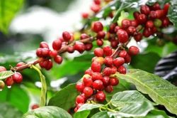 Ng&agrave;y 13/6: Gi&aacute; c&agrave; ph&ecirc; tăng vọt, hồ ti&ecirc;u giữ vững v&ugrave;ng 140.000 đồng/kg