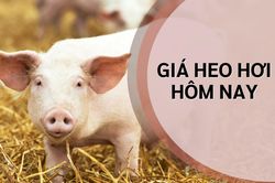 Ng&agrave;y 13/6: Gi&aacute; heo hơi tại miền Trung giảm mạnh