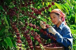 Gi&aacute; c&agrave; ph&ecirc; bật tăng mạnh