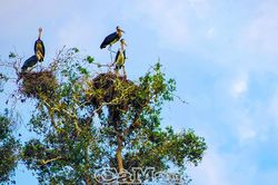 Hệ sinh th&aacute;i đặc hữu qu&yacute; gi&aacute; của đồng bằng s&ocirc;ng Cửu Long