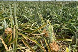 Dứa Thanh Hóa rẻ như cho, lên Hà Nội giá 25.000 đồng/kg