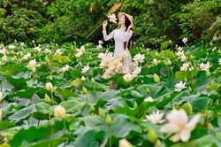 Đầm Bạch Liên hiếm gặp cách trung tâm Hà Nội 20km vào mùa đẹp nhất năm