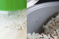 Mẹo đuổi sạch kiến khỏi nồi cơm, hũ đường chỉ trong 'một nốt nhạc'