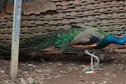 Người dân giao nộp 2 cá thể động vật hoang dã, quý hiếm để thả về tự nhiên
