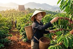 Giá cà phê hôm nay 14.6: Tăng nóng, Tây Nguyên lấy lại vùng giá cao