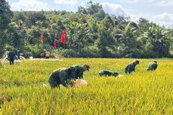Cán bộ, chiến sĩ Đồn Biên phòng Đắk Dang giúp dân thu hoạch lúa