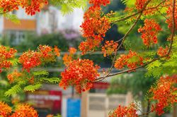 Mỗi mùa phượng nở