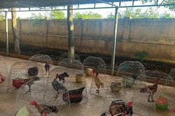 Gia Lai: Đột k&iacute;ch sới g&agrave;, bắt giữ 31 đối tượng