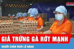 Giá trứng gà rớt mạnh, người chăn nuôi lỗ nặng