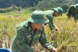 Thắm tình quân dân mùa gặt vùng biên