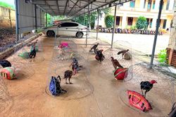 Triệt phá trường gà lớn ở Gia Lai, bắt giữ 31 đối tượng