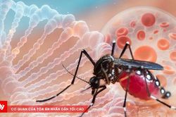 Số ca mắc bệnh sốt xuất huyết có chiều hướng tăng tại Cà Mau