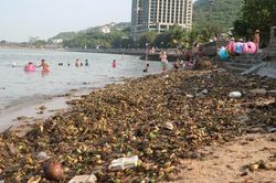 Lục bình phủ kín Bãi Trước Vũng Tàu, vì sao người dân vẫn 'vô tư' tắm biển?