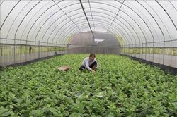 Nông dân chuyển mình với mô hình sản xuất trong nhà màng, nhà lưới