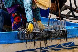 Theo chân ngư dân săn 'lộc trời' dưới đáy sông, kiếm tiền triệu mỗi ngày