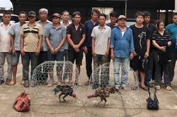 Đột kích sới gà, bắt quả tang 31 người chơi đá gà ăn tiền