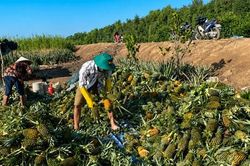 Đồng Tháp: Khóm mất giá, người trồng thấp thỏm