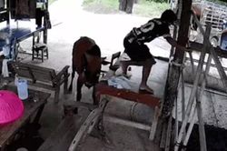 Kéo bò vào chuồng, người đàn ông suýt lĩnh cú húc chí mạng