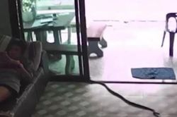 Đang nằm lướt điện thoại, cô gái thất kinh phát hiện rắn hổ mang dài 2m bò vào phòng khách