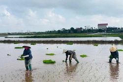Nỗi lo trước vụ mùa