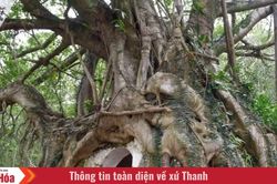 Độc đáo ngôi miếu cổ được bao trọn bởi gốc si
