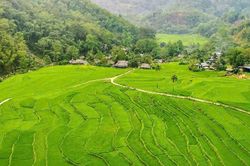 Bảo vệ diện tích lúa bậc thang gắn với phát triển du lịch