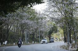 Để những h&agrave;ng c&acirc;y kể chuyện của phố