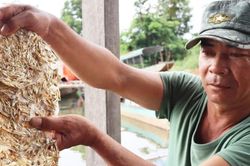 Độc đáo món bánh tráng cá cơm làng Dăng