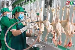 Toàn cảnh Gia Lai 24h: Hỗ trợ đến 5 tỷ đồng phát triển cơ sở giết mổ tập trung
