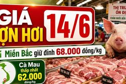 Gi&aacute; lợn hơi h&ocirc;m nay 14/6/2026: Miền Bắc giữ đỉnh, miền Trung hạ nhiệt