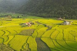 Bức tranh ngày mùa nơi vùng cao Lâm Thượng