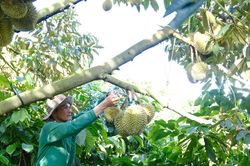 Ph&aacute;t triển sầu ri&ecirc;ng bền vững tại Đam R&ocirc;ng