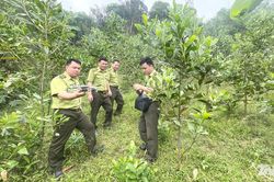 Giữ màu xanh cho những cánh rừng